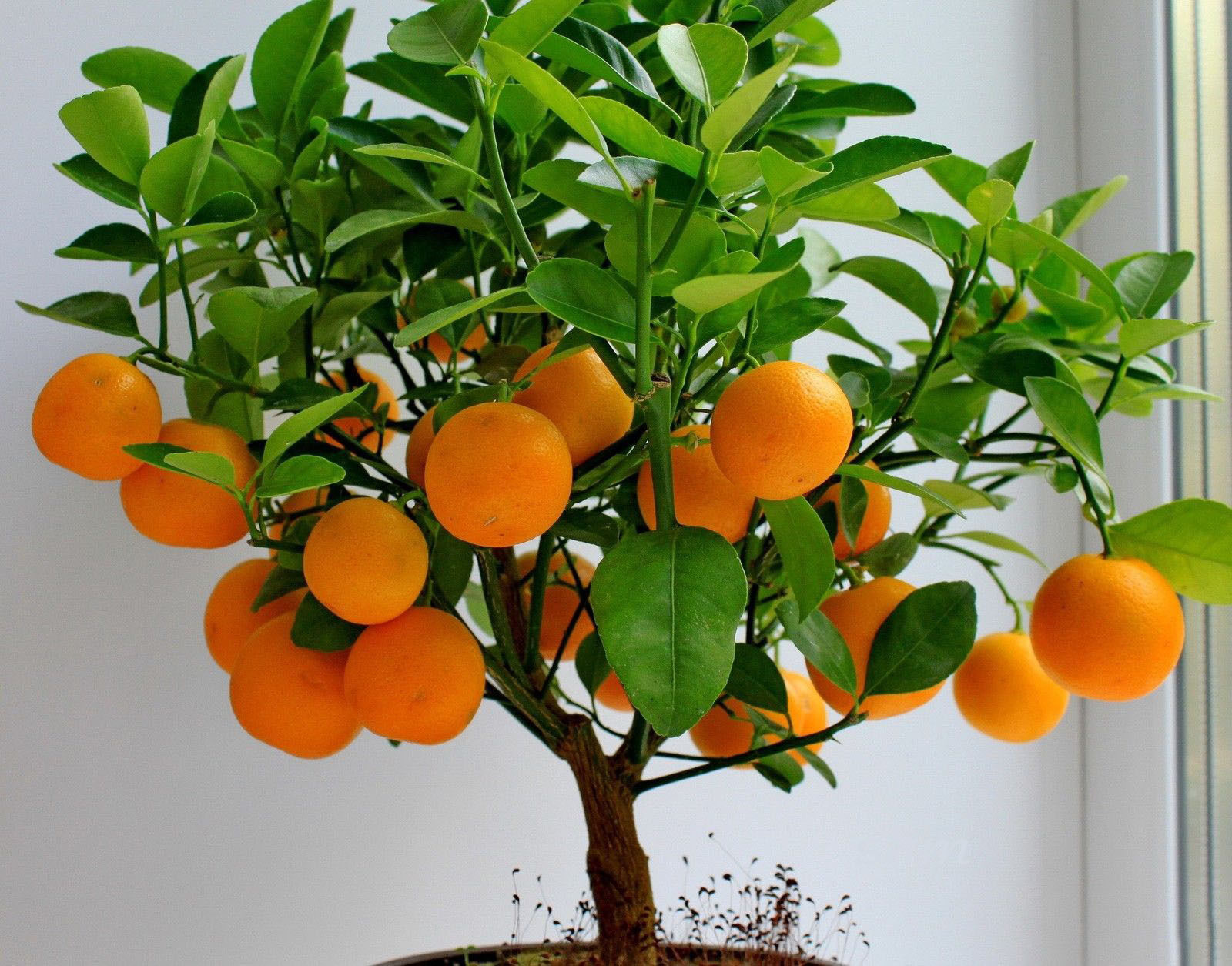 50 Seeds Bonsai seeds Orange Tree Bonsai