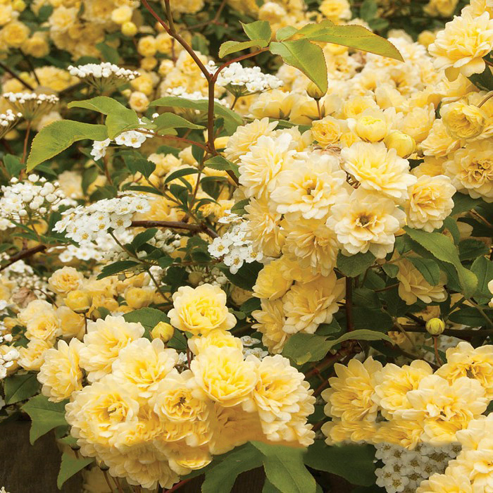 50 'Lady Banks' Yellow Climbing Rose Flower Seeds, Oldfashioned plant