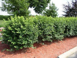 10 Dwarf Burning Bush bare root plants-Euonymus alatus hardy shrub image 3