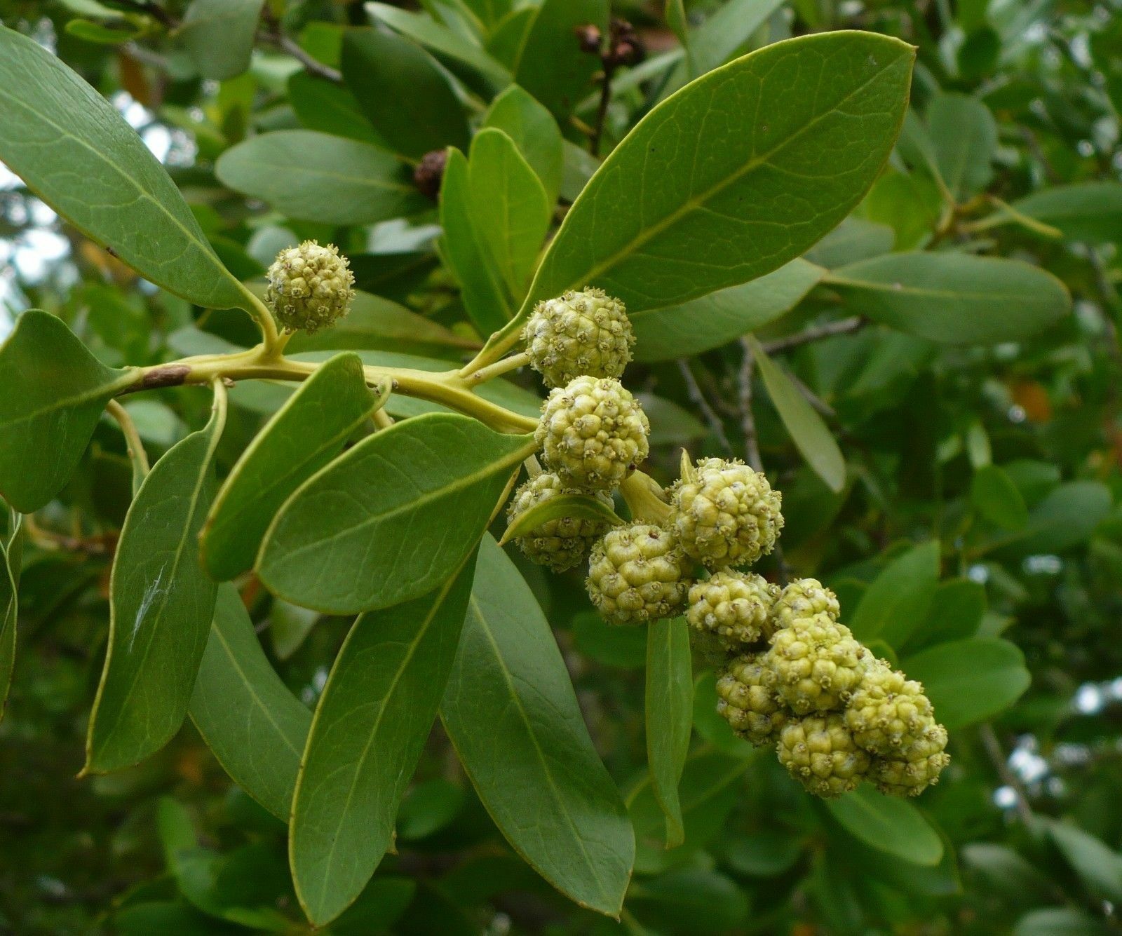 50 Seeds Green Buttonwood Conocarpus Erectus - Seeds & Bulbs