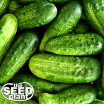 National Pickling Cucumber Seeds - 50 Seeds Non-gmo - $1.97