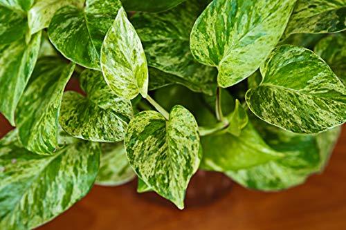 Pothos Fertilizer | Pothos Plant Food | Liquid Fertilizer for ...