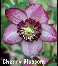 Lenton Rose Hellebore Winter Jewels Cherry Blossom Zones 4-9 USA live plants - $31.51