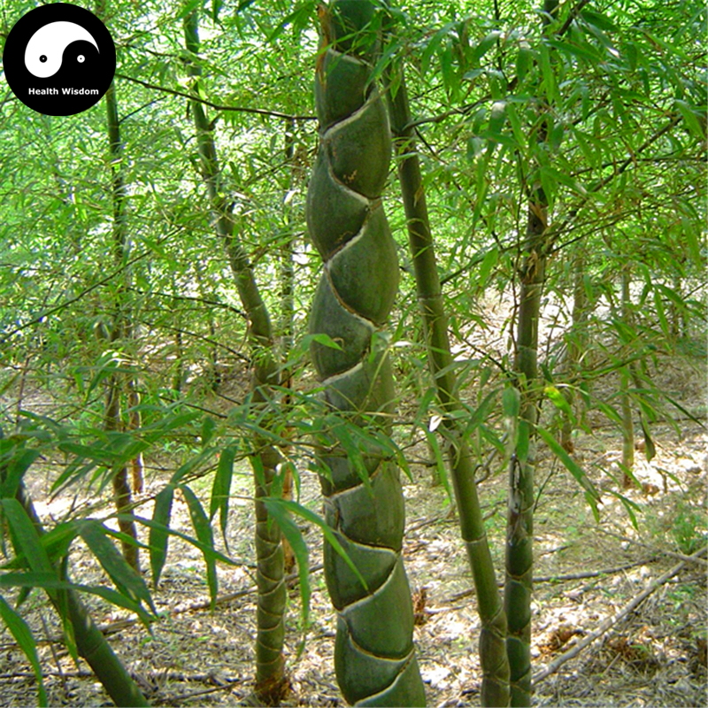 Buy Tortoise Shell Bamboo Tree Semente 50pcs Plant Bamboo ...