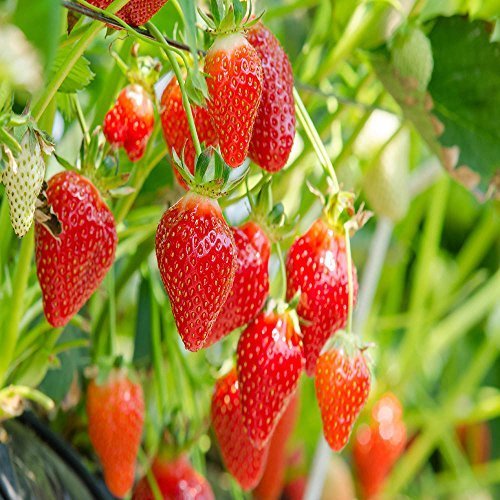 Eversweet Everbearing 50 Live Strawberry Plants, NON GMO,