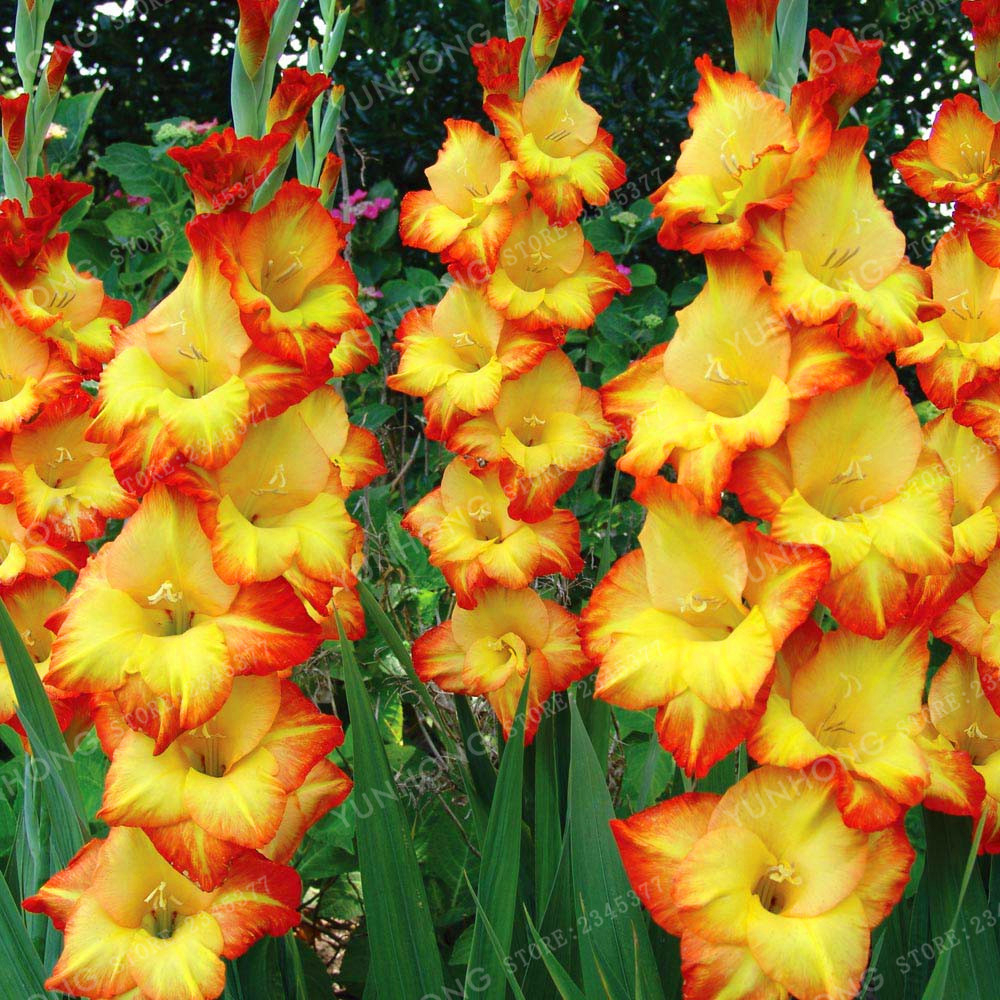 MultiColor True Gladiolus Bulbs Beautiful Gladiolus Flower Bulbs
