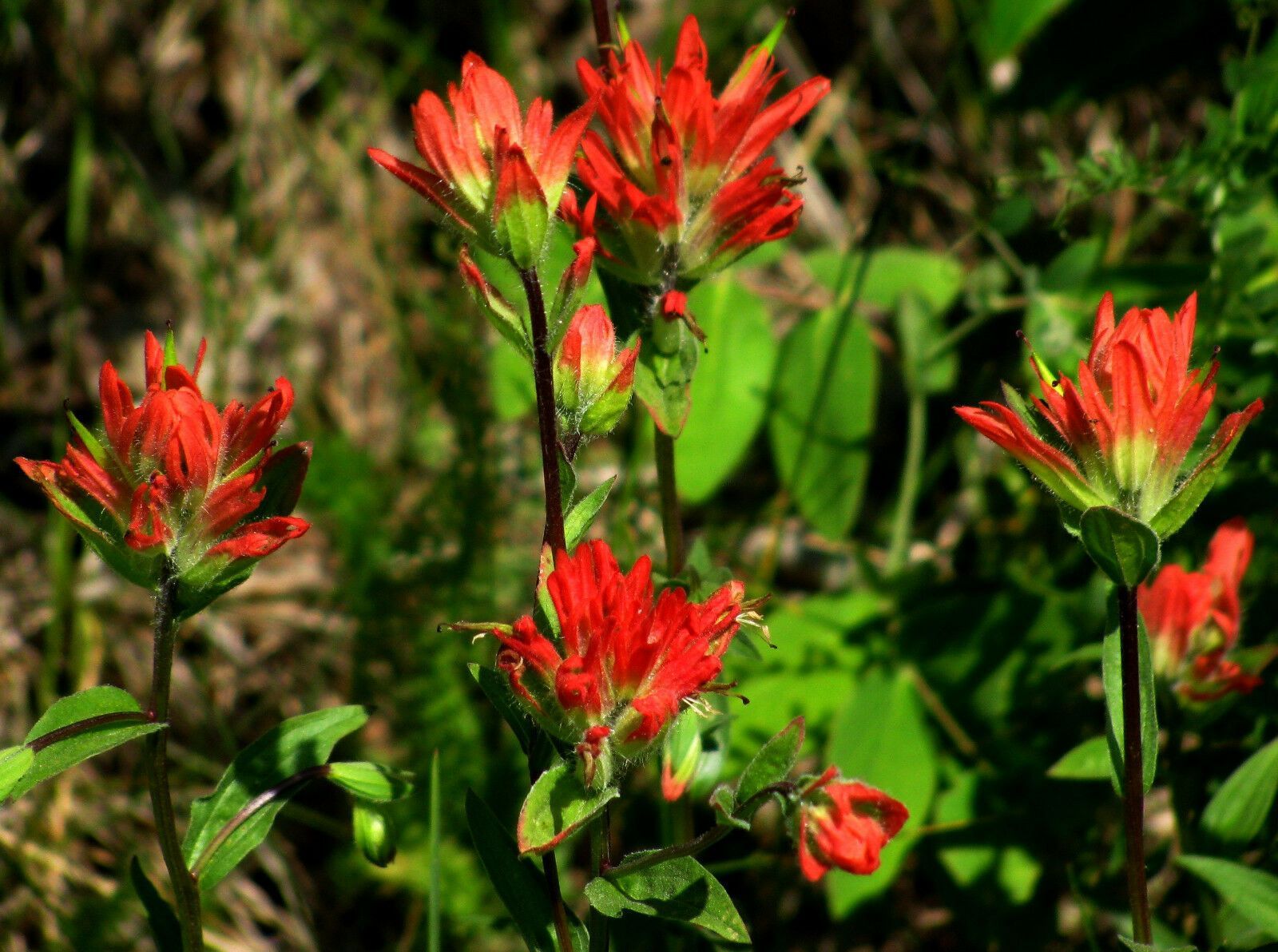 paintbrush plant size