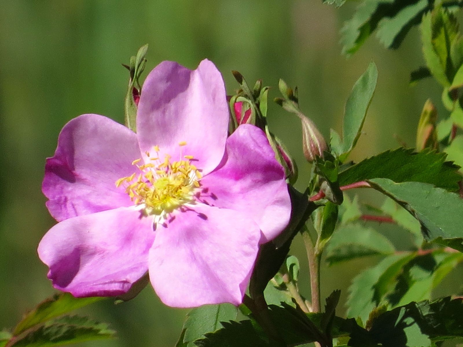 Prairie Wild Rose (Rosa arkansana) flower 10 seeds Rose Seeds