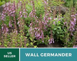 25 Pcs Wall Germander Seeds Perennial Flower Teucrium Chamaedris Seed - $19.48