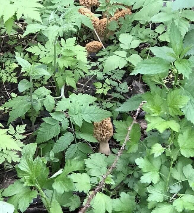 Yummy! Morel Mushroom Grow Kit 60 gram kits Grow Morels Mushrooms