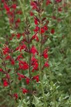 Salvia 'windwalker' - Starter Plant - $47.52