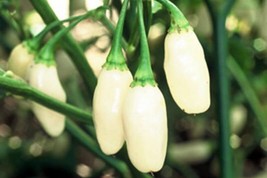 White Habanero Pepper Seeds | Heirloom | Organic - $2.75+