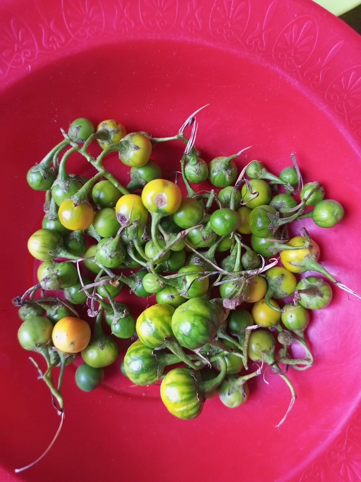 Solanum indicum, african likok eggplant, 200 seeds for 11 USD, shipping