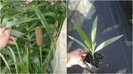 3 Seashore Palm - Live Plant in a 4 Inch Pot - Allagoptera Arenaria - Rare Palm - $165.99