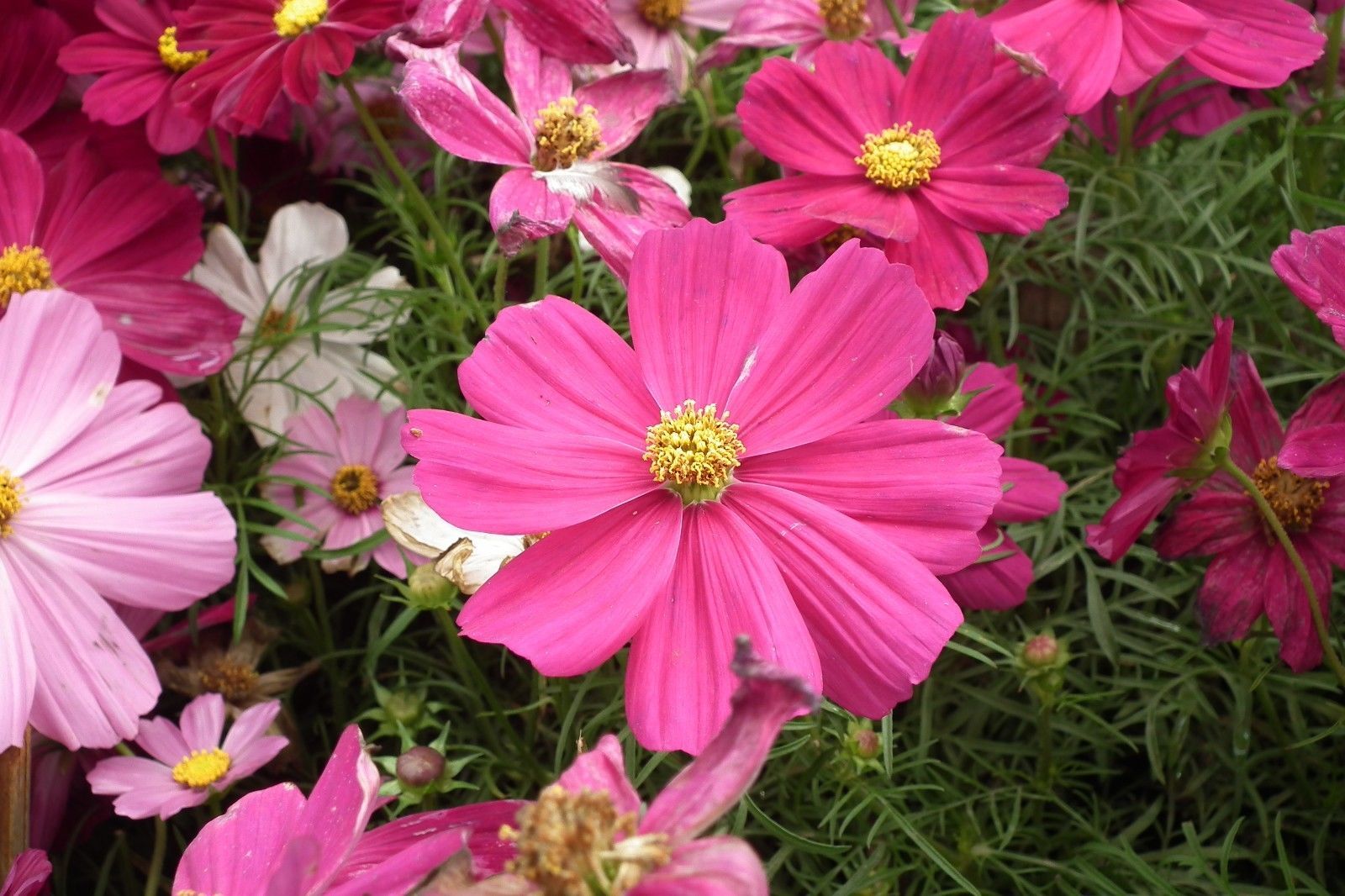 300 Seeds Garden Cosmos bipinnatus Cosmea Wild Mexican Aster Mixed ...