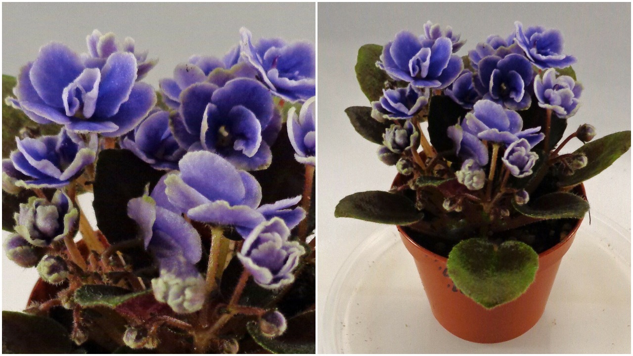 African violet Honey Blue Ace live plant in pot