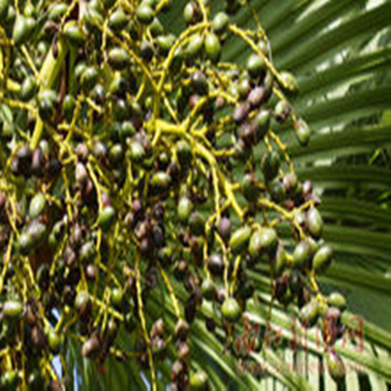 100pcs Palm Tree Seed Organic High Quality Saw Palmetto Seed for Home