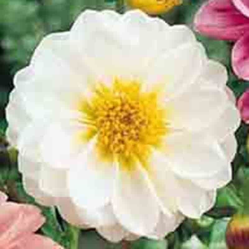 DAHLIA VARIABILIS 100 SEEDS UNWINS BEDDING MIX Compact Container Garden