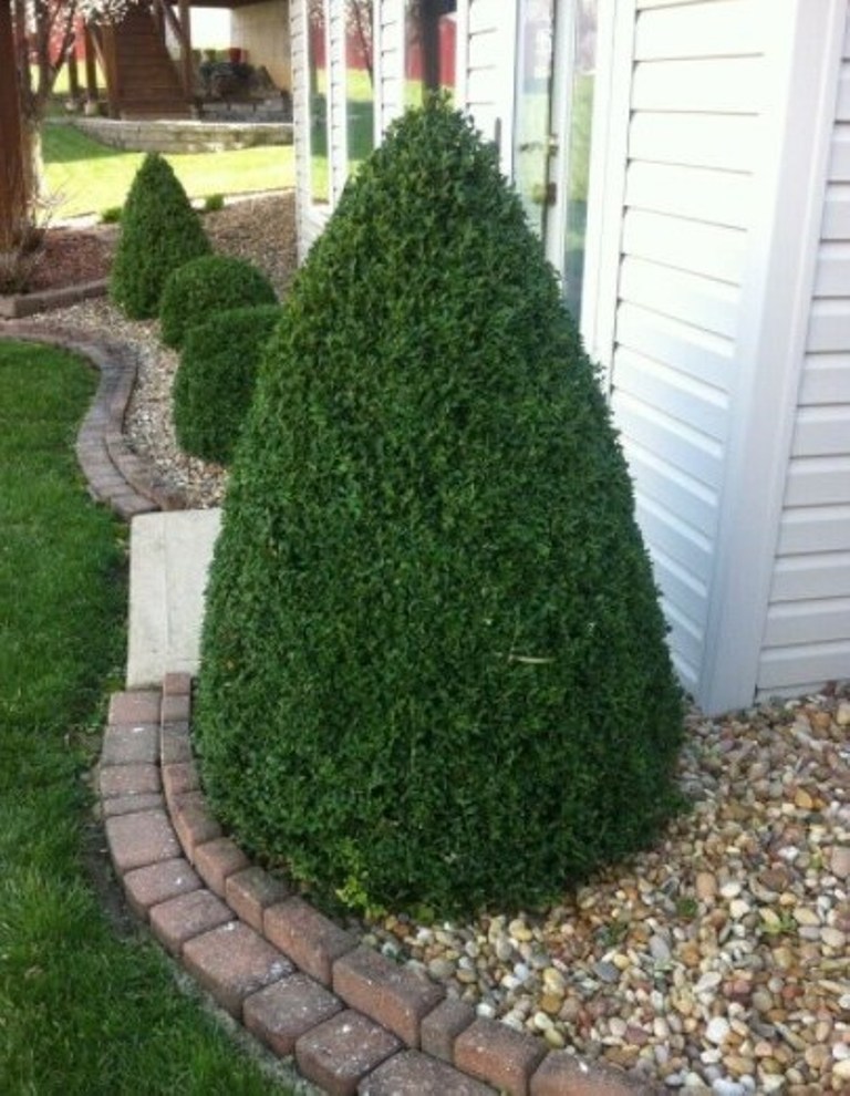 1 Live Plant 6 Green Mountain Boxwood Plant, Boxwood Plant Live For Planting DL