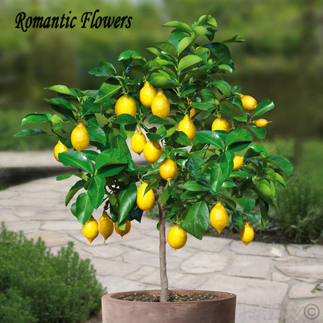 20 Pcs Dwarf Lemon Tree Seed,Bonsai Yellow Green Lemon Home Garden