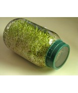 4000 SEEDS alfalfa, great for seed sprouting, sprouts - $11.99