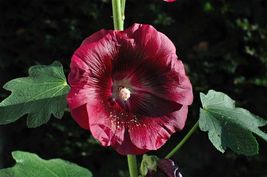 SHIPPED FROM US 40 Alcea Rosea Hollyhock 8 Feet Tall Seed, BR07 - $23.80