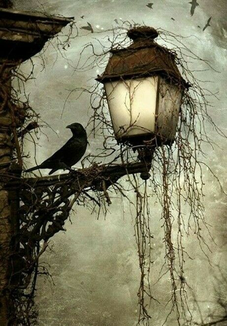 Crow Bird Dark Night Wall Art Canvas Posters Pictures for Living Room Home Décor