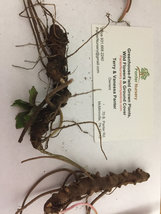 WILD GERANIUM 5 roots image 4