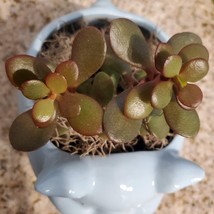 Pig Plant Pot with Baby Jade Succulent, 6" Ceramic Blue Pig Planter image 10