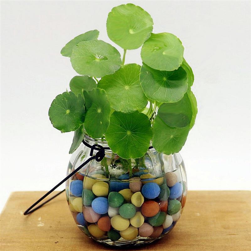 50 PCS Copper Grass Pilea Seeds Cold Water Flower Seeds Indoor Putdoor