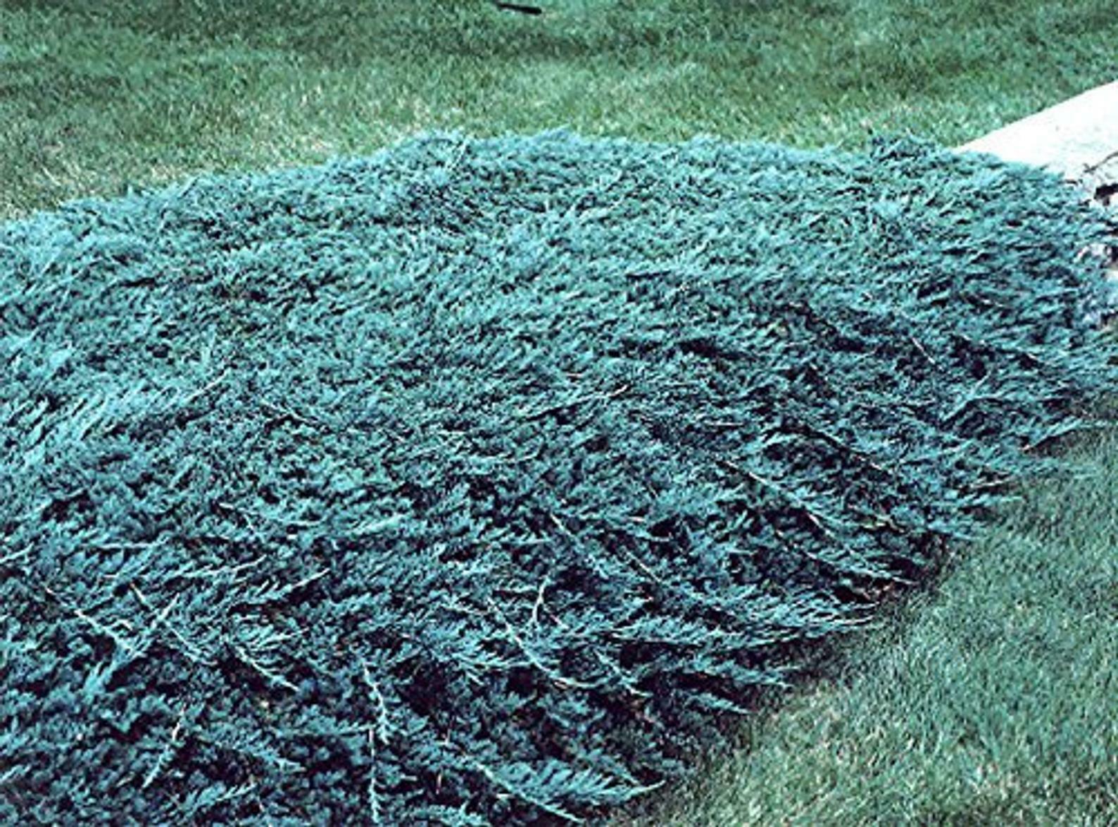Blue Rug Juniper 2 Inch Plugs Juniperus and 50 similar items