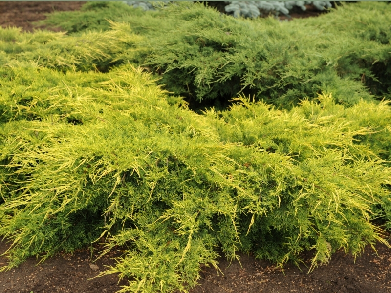 Live Gold Coast Juniper aka Juniperus chin. 'Old Gold' Plant Fit 5 ...