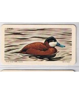 Brooke Bond Red Rose Tea Card #20 Ruddy Duck Birds Of North America - $0.94
