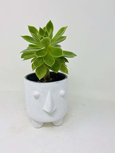 Primary image for Succulent in Creative Face Pot by JMBAMBOO