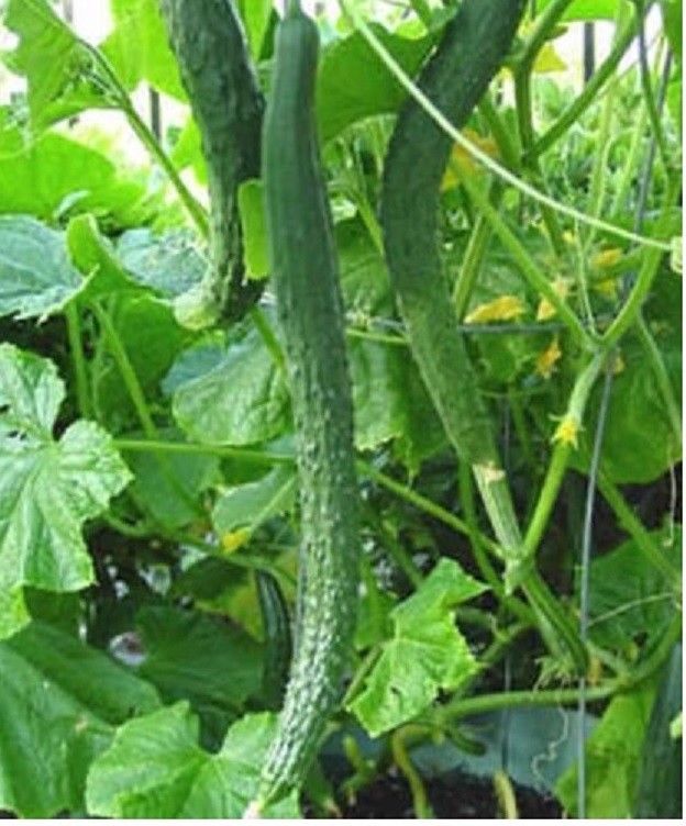 Fresh Long Crisp Japanese/Chinese Cucumber Seeds Asian Korean White