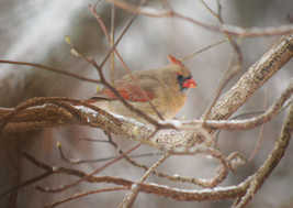&quot;Lady Bird,&quot; an A. Rose Designs (tm) note card - $5.95+