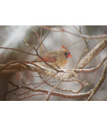 &quot;Lady Bird,&quot; an A. Rose Designs (tm) note card - $5.95+