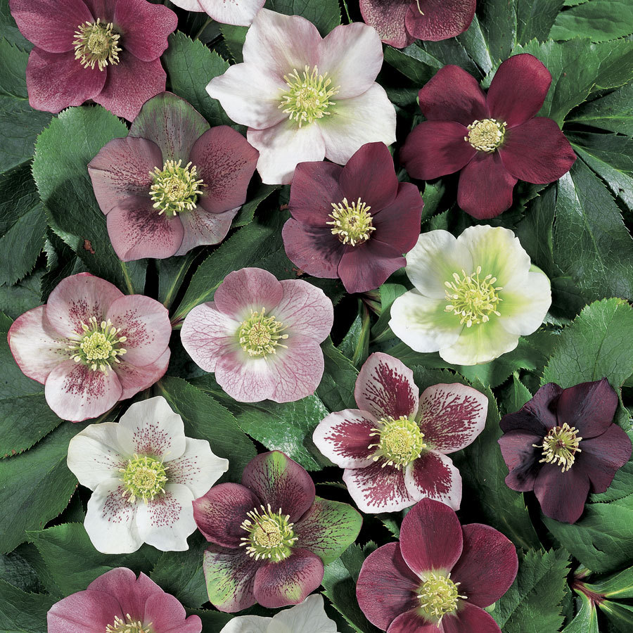 Helleborus Lenten Rose Mix Color 20 Fresh Seeds Perennial Seeds