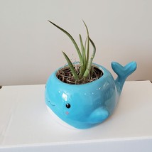 Whale Planter with Air Plant, live plant, 6" blue ceramic animal planter image 2
