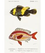 Saddleback Clownfish & Whitecheek Monocle Bream - Fish Illustration Poster - $32.99