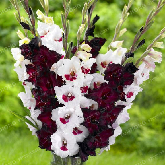 MultiColor True Gladiolus Bulbs Beautiful Gladiolus Flower Bulbs Flower 2 Bulbs Seeds