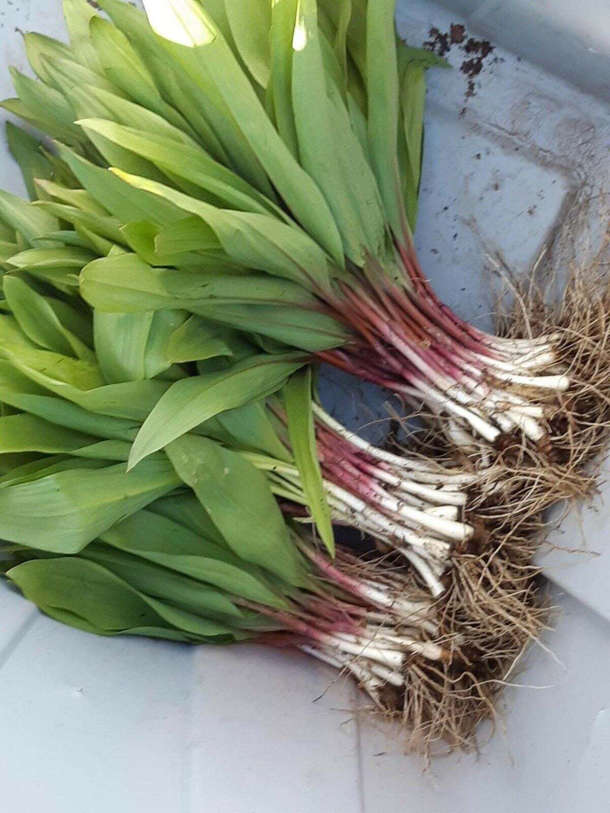 100 Wild Ramp Plants Ramps Bulbs Only Wild Leek Plants Organic Ramps