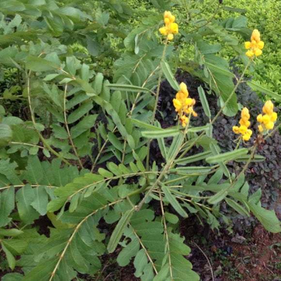 candle stick plant seeds Senna Candlestick candlestick Bushes