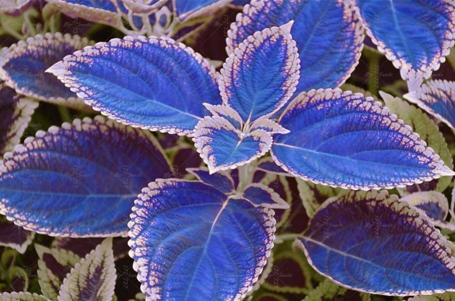 100 Seeds/ bag blue Coleus, beautiful flowering plants, potted bonsai ...