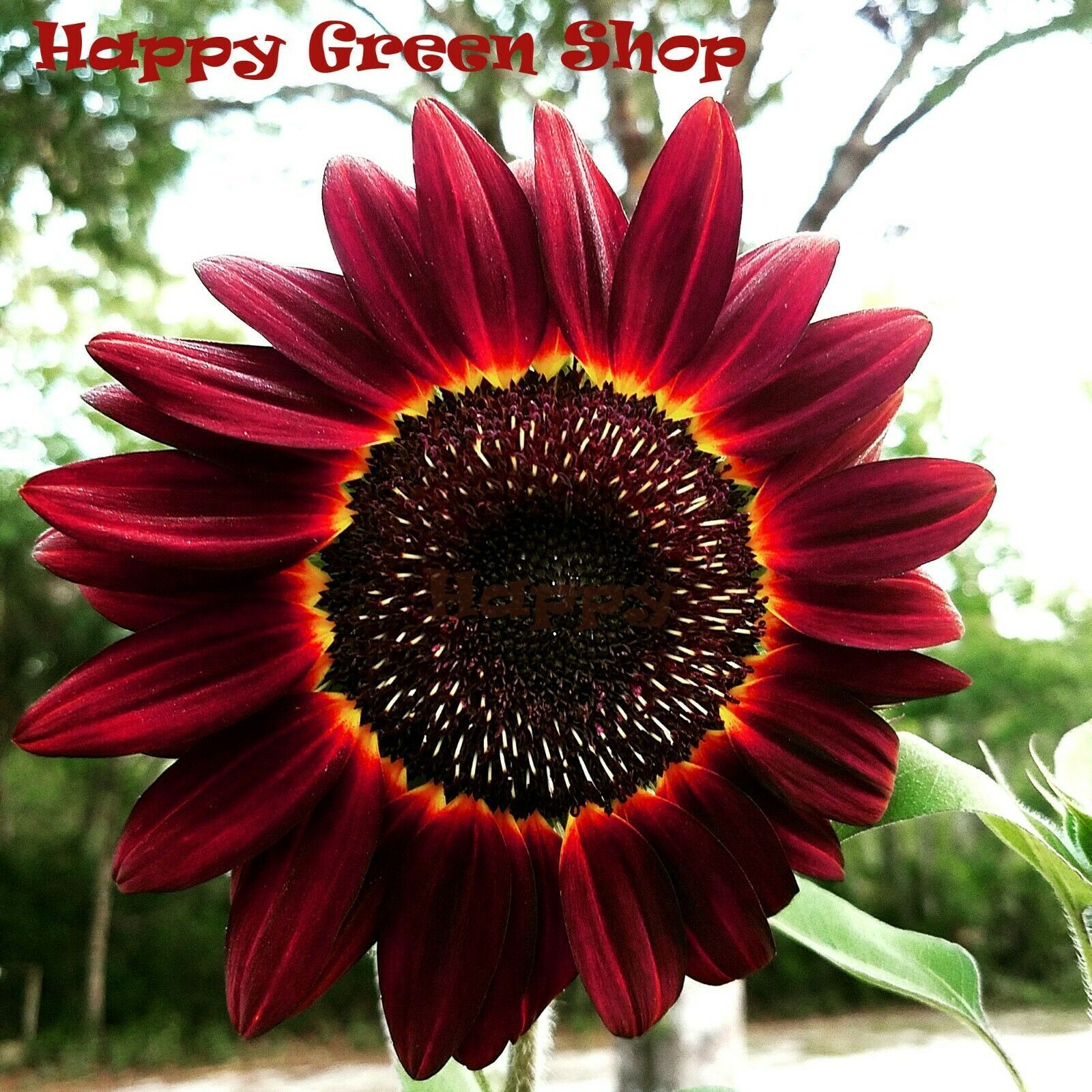 SUNFLOWER RED Moulin Rouge 20 seeds Helianthus