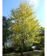 1 Silver Maple Seedling 18-24 inches shipped bare root and healthy! - $29.65