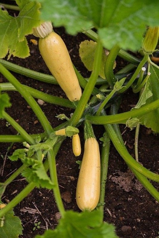 Excelsior Organic F1 FREE SHIPPING!!! Hybrid Cucumber Seeds