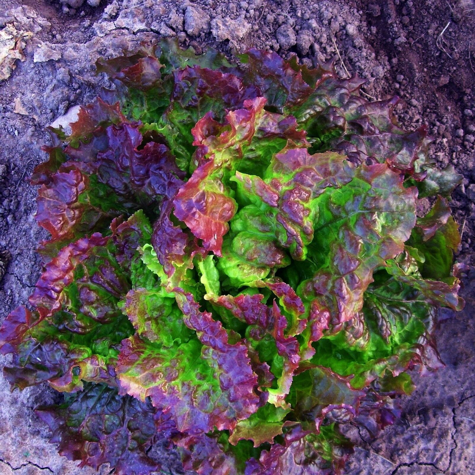 PRIZE HEAD LEAF LETTUCE * 500 SEEDS BULK * CRISP , SWEET , TENDER