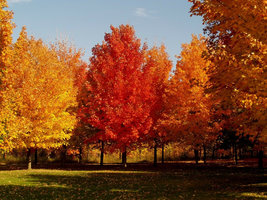SUGAR MAPLE qt. pot image 4