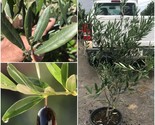 Live Plant Olive Tree 5g Olea Europaea “Mission” 2-3' Tall - Home Garden GC - £133.06 GBP